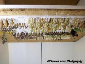 Butterfly Cocoons at Callaway Gardens