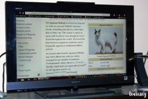 Learning About Pedigree Cats