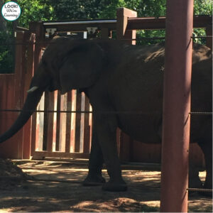 Touring Zoo Atlanta