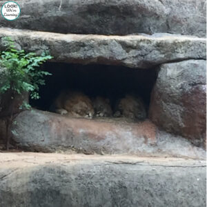Zoo Atlanta Staycation Trip