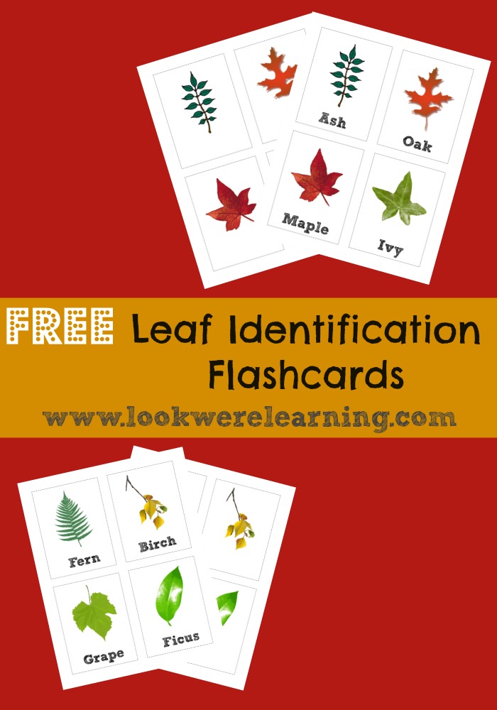Free Printable Flashcards: Leaf Identification - Look! We're Learning!