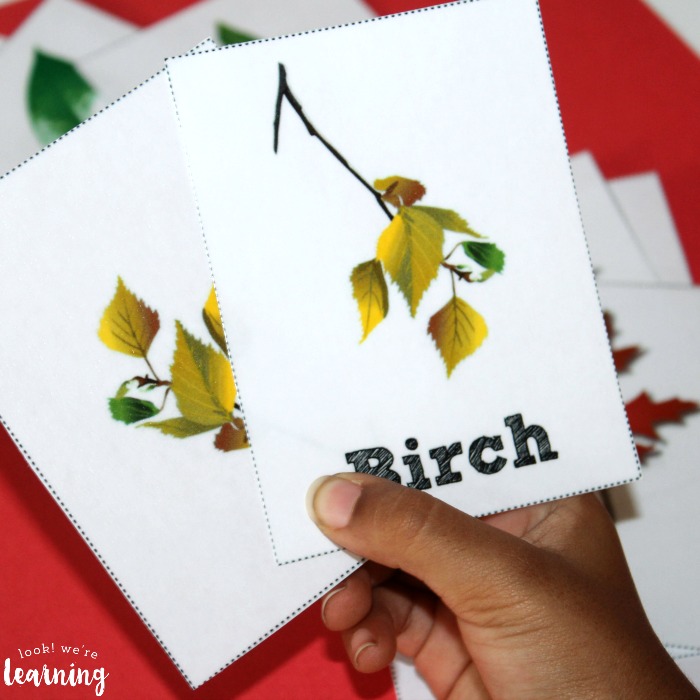 Matching Up Leaf Identification Flashcards