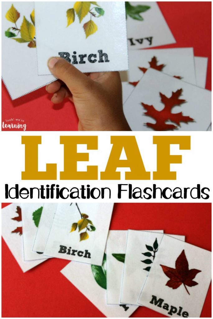 These printable leaf identification flashcards are a fun way to get kids interested in nature!