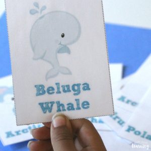 Arctic Animal Identification Flashcards for Kids