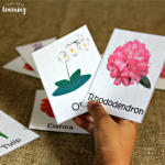 Free Printable Flower Flashcards - Look! We're Learning!