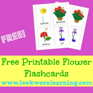 Printable Spring Flower Flashcards - Look! We're Learning!