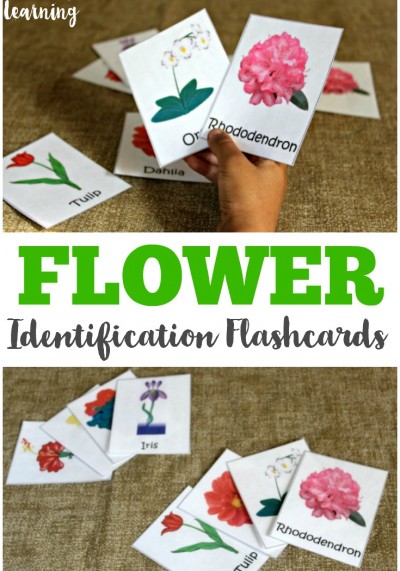 These free flower identification cards are great for little budding gardeners or for an outdoor nature walk!