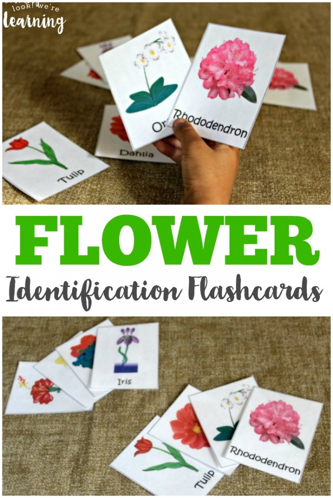 These free flower identification cards are great for little budding gardeners or for an outdoor nature walk!