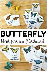 Learn about the common butterfly species we see each year with these printable butterfly identification cards! Wonderful for a spring or summer nature walk in the garden!