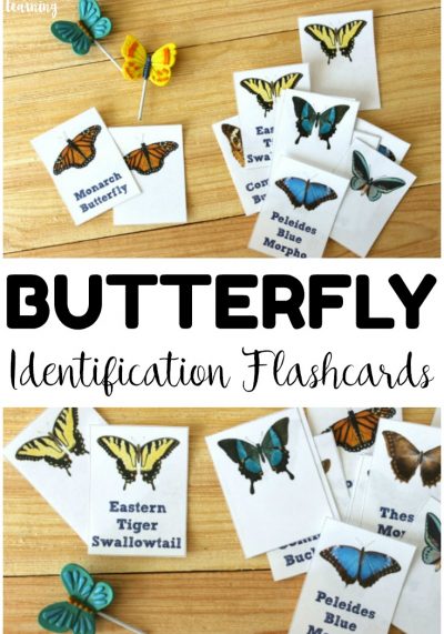 Learn about the common butterfly species we see each year with these printable butterfly identification cards! Wonderful for a spring or summer nature walk in the garden!