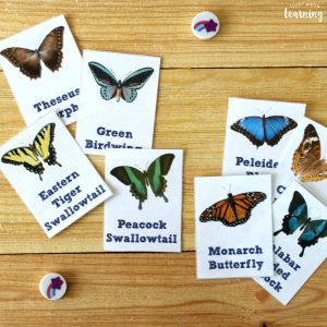 Printable Butterfly Identification Cards