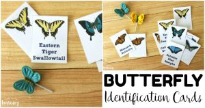 Printable Butterfly Identification Flashcards for Kids