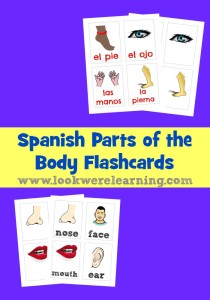 Spanish Parts of the Body Flashcards