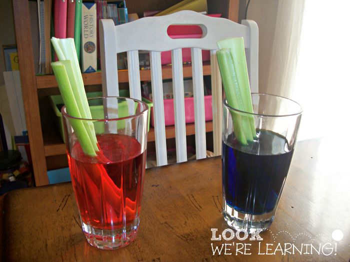 Simple Science Experiments - Colorful Celery