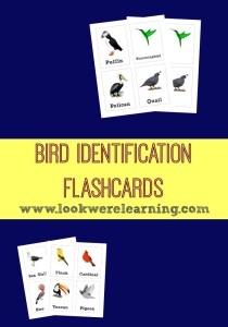 Bird Identification Flashcards - Look! We're Learning!