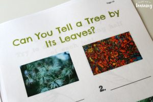 How to Identify Leaves Printable Activity