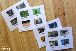 Nocturnal and Diurnal Animal Sorting Activity