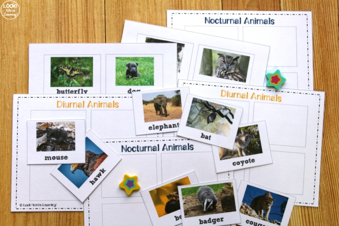 Nocturnal and Diurnal Animal Sorting Activity for Kids