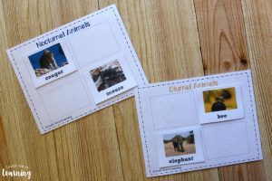 Nocturnal and Diurnal Animal Sorting Activity for Kids