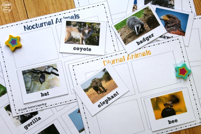 Nocturnal and Diurnal Animal Sorting Lesson for Kids - Look! We're Learning!