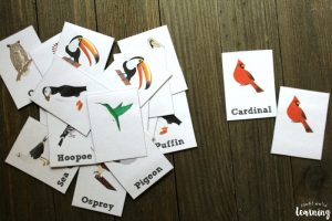 Printable Bird Flashcards for Kids