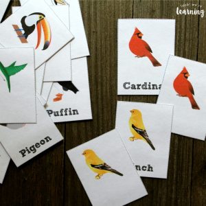 Printable Bird Identification Flashcards