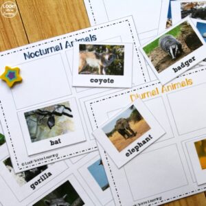 Printable Nocturnal Animals Sorting Lesson for Kids