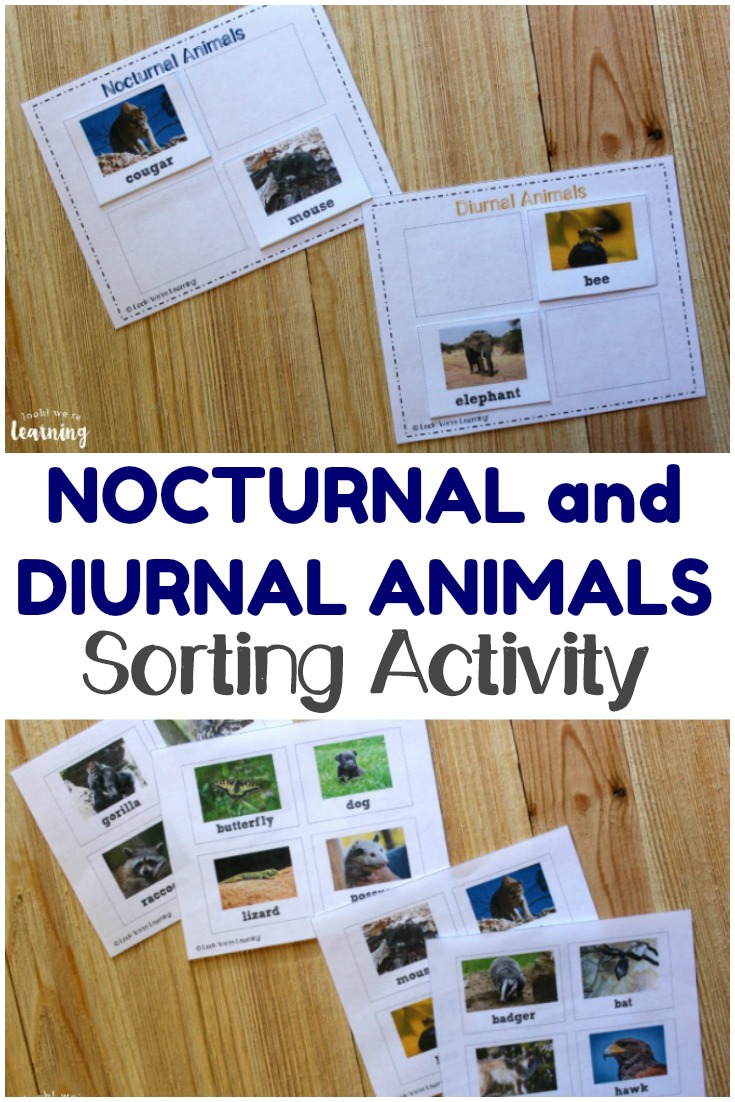 Teach kids about the animals who are active during the day and those that come out at night with this fun nocturnal and diurnal animals sorting activity!