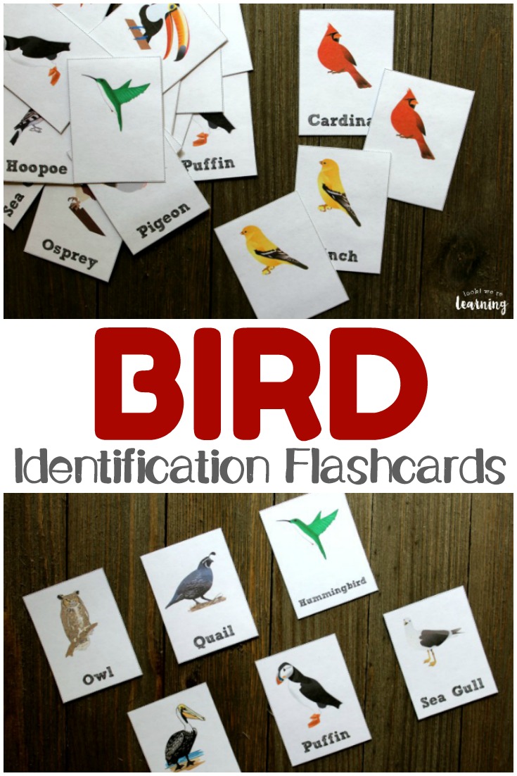 These printable bird identification flashcards are perfect for a fall or spring unit study! Teach kids how to identify the birds they see in the neighborhood!
