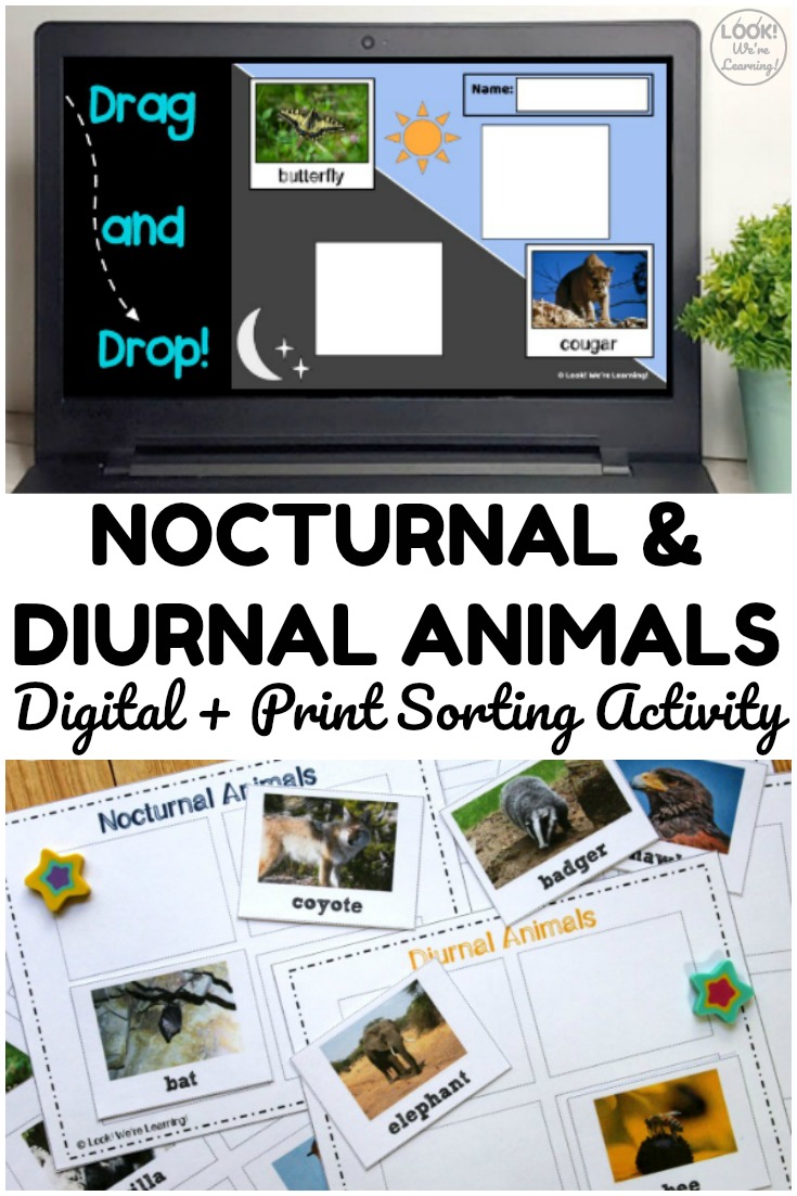 Use the print or digital version of this nocturnal and diurnal animals sorting activity to teach students about animal sleep habits!