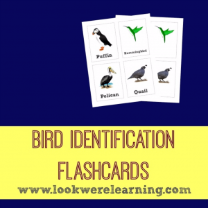 Bird Identification Flashcards - Look! We're Learning!