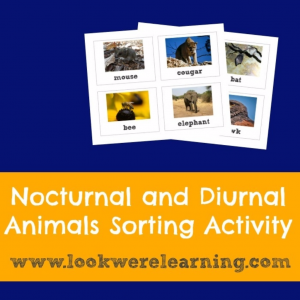 Nocturnal and Diurnal Animals Sorting Activity