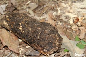 Exploring Insect Animal Homes