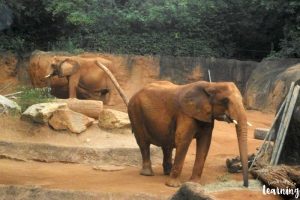 Learning about Animal Habitats with Kids