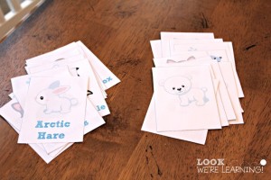 Polar Animal Patterns