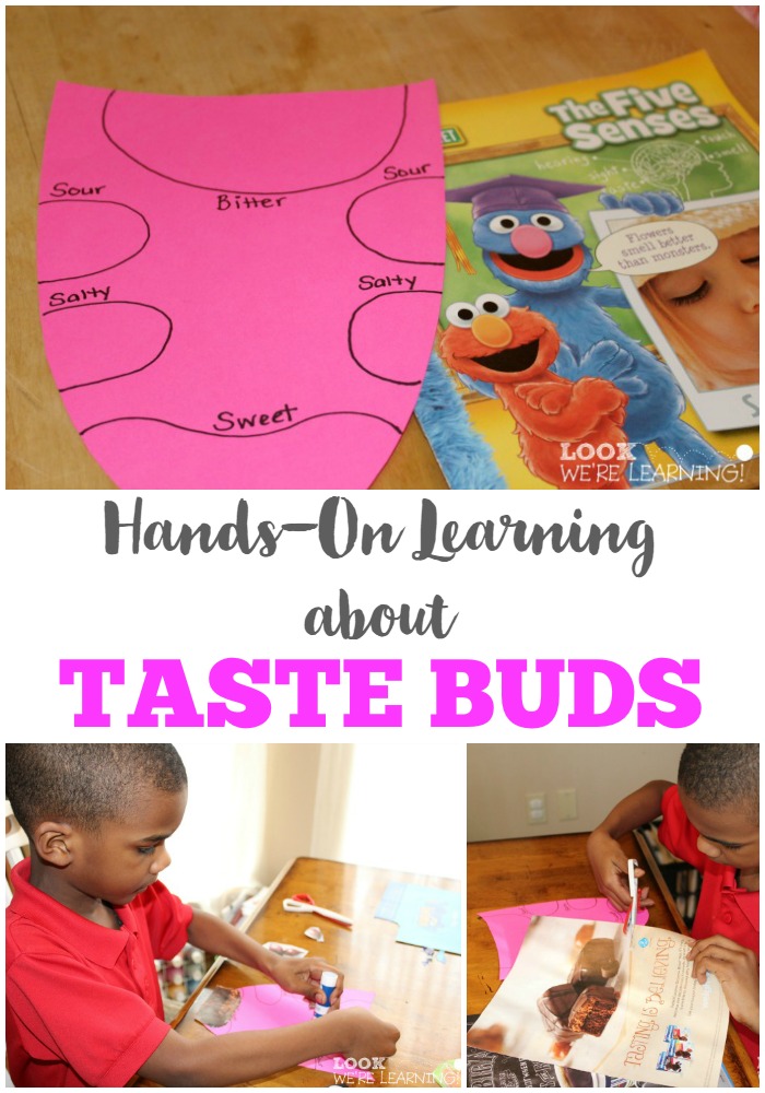 Hands-On Learning about Taste Buds
