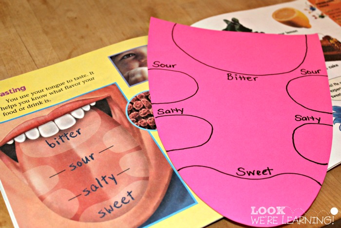 Learning about Taste Buds Activity