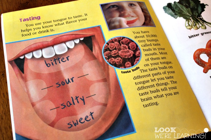 Learning about Taste Buds on the Tongue