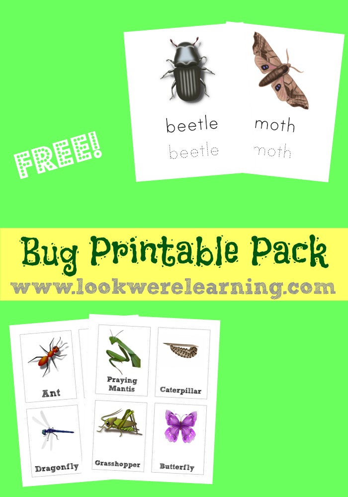 Free Bug Printables Pack For Kids Look We Re Learning