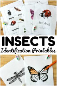 These bug identification printables are so fun for teaching kids about common insect species in the neighborhood!