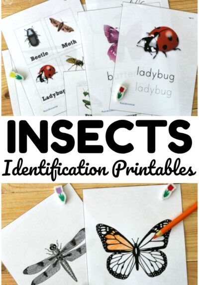These bug identification printables are so fun for teaching kids about common insect species in the neighborhood!