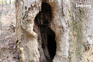 Exploring Nature with Kids