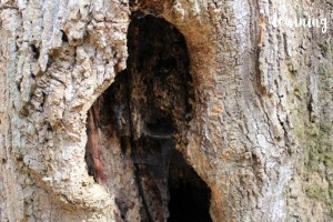 Exploring Old Trees with Kids