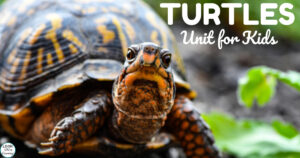 Simple Turtles Unit Study for Kids