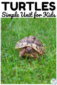 This simple turtles unit study is a fun way to teach kids about these shelled creatures!