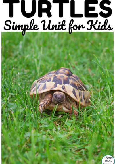 This simple turtles unit study is a fun way to teach kids about these shelled creatures!