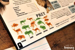 Learning about Big Cat Carnivores