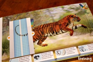 Studying Tiger Bones