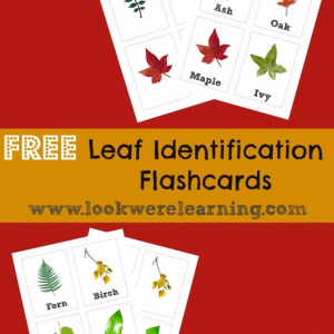 Leaf Identification Flashcards - Look! We're Learning!