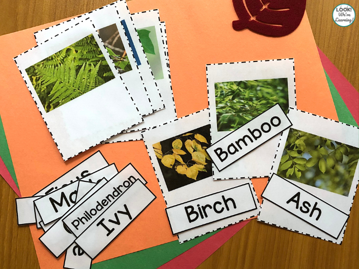 Leaf Identification Cards Matching Activity